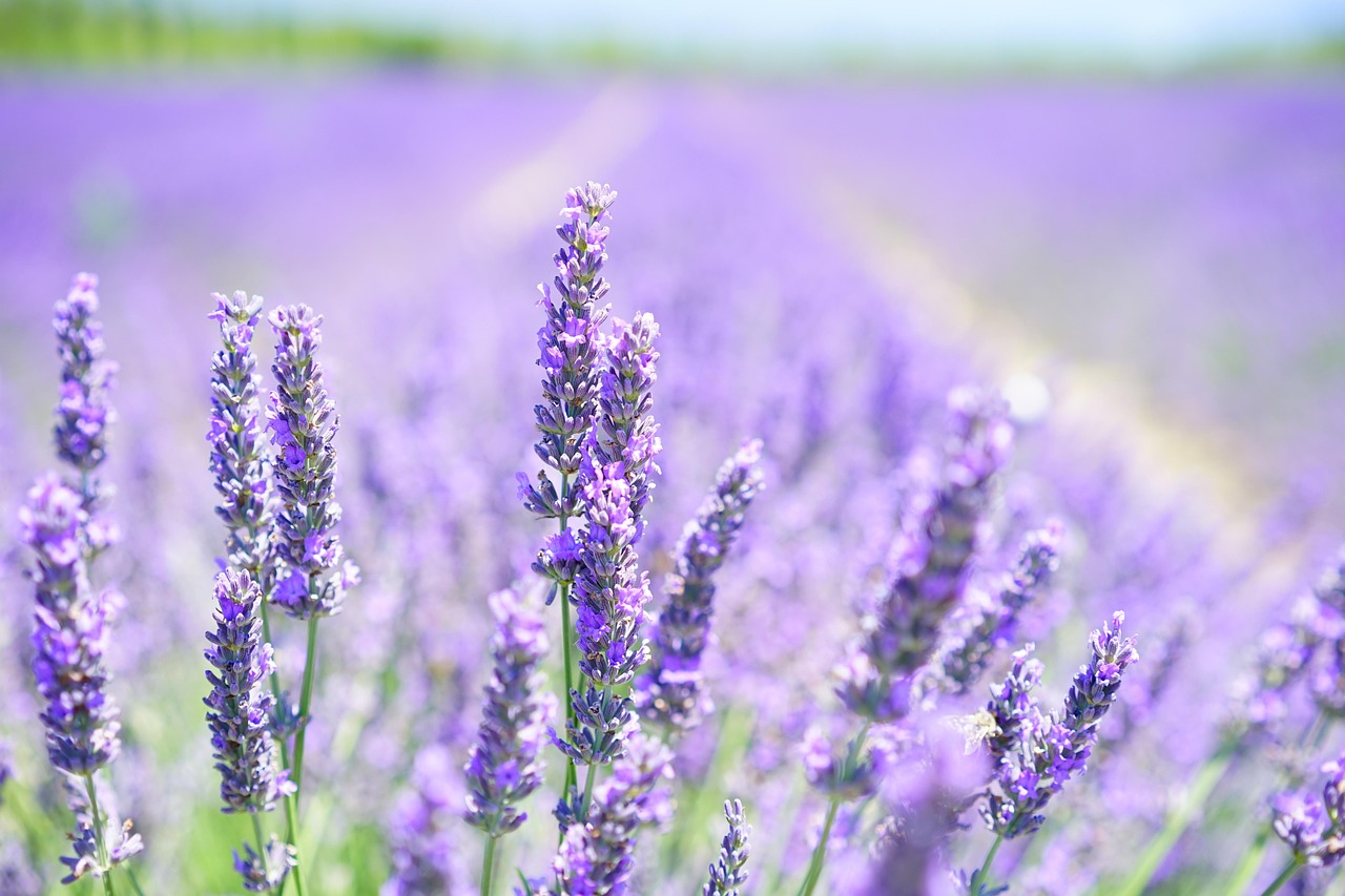 Lavendel panna cotta op een wit bord. Lavendel panna cotta op een wit bord.