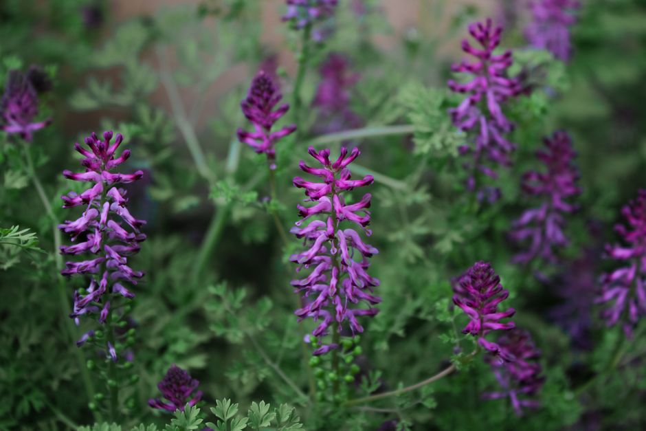 Schaduwtuin met kleurrijke bloemen zonder zonlicht. Schaduwtuin met kleurrijke bloemen zonder zonlicht.