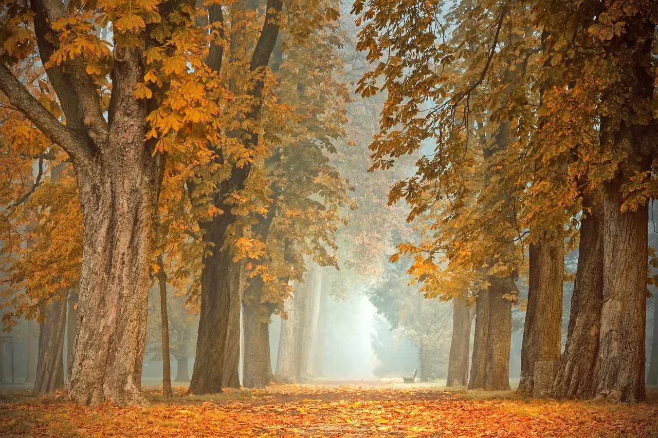 Herfstlandschap met warme kleuren en septemberlicht.