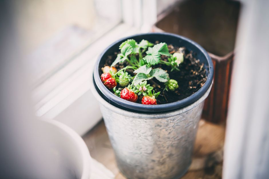 Compacte indoor moestuin met wintergroenten. Compacte indoor moestuin met wintergroenten.