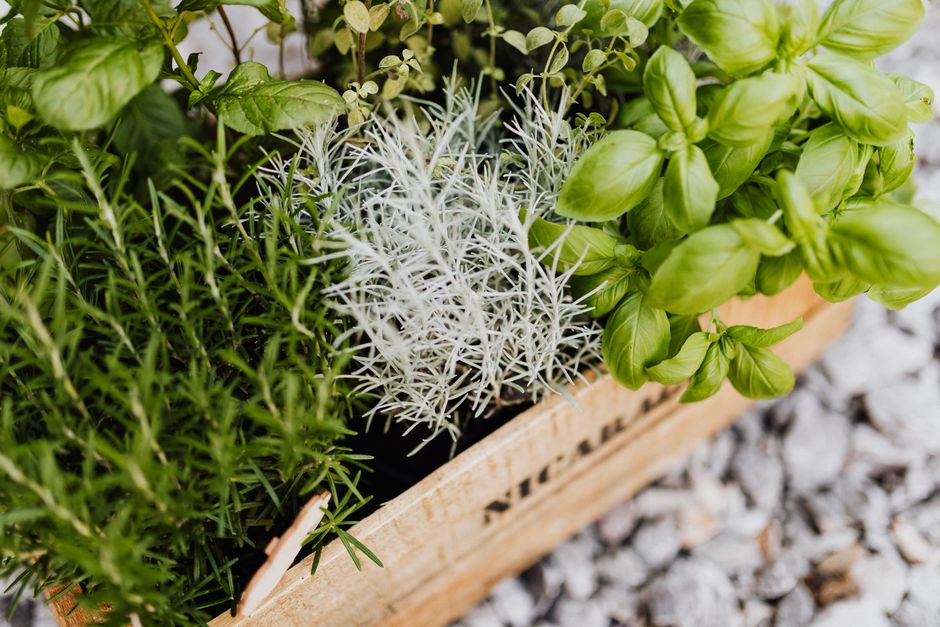 Indoor moestuinen voor vers groen de hele winter door