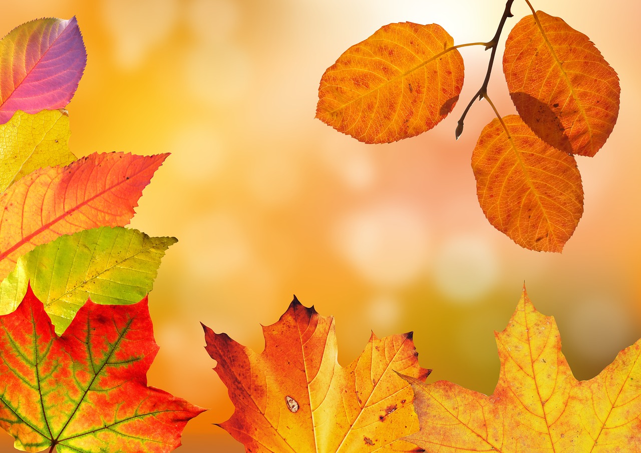 Op tafel verspreide herfstblaadjes voor creatieve wandideeën. Op tafel verspreide herfstblaadjes voor creatieve wandideeën.