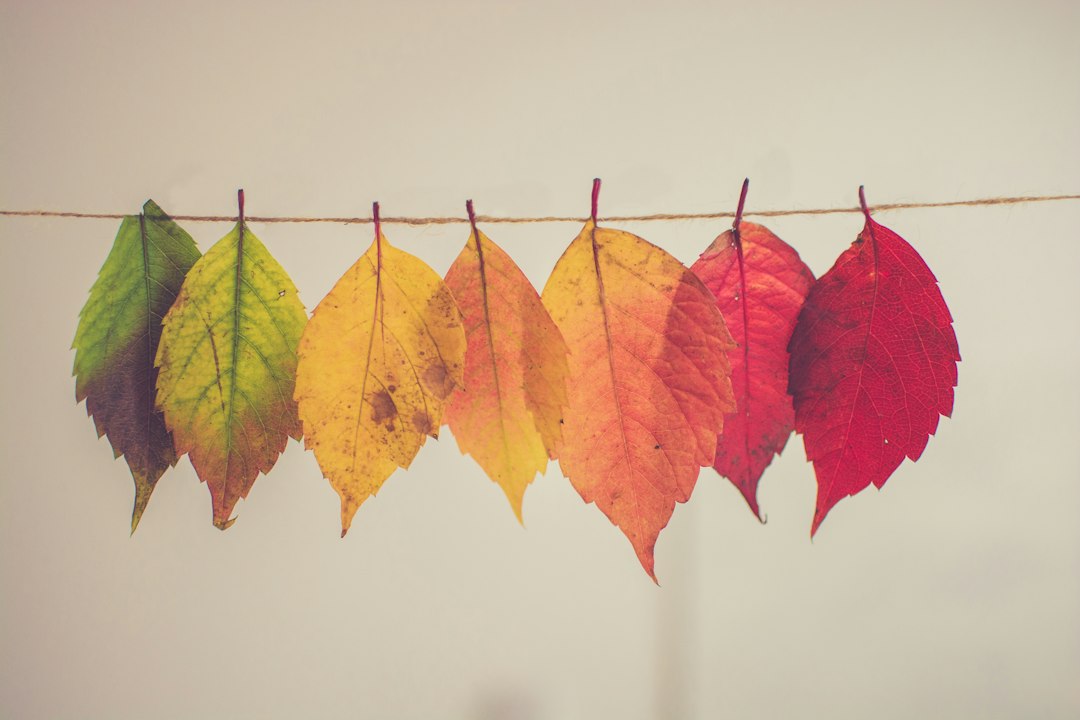 Herfstblaadjes als inspiratiebron voor DIY wanddecoratie